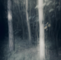 "Woods" ©MUELLER-DIVJAK