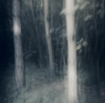 "Woods" ©MUELLER-DIVJAK